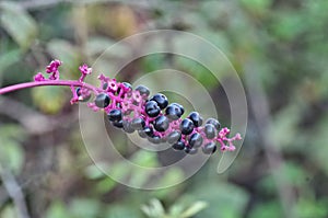 Purple strange flower