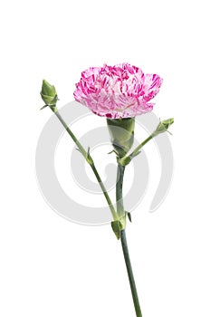 Purple striped carnation