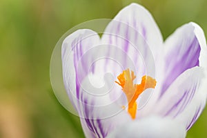 Purple striped crocus