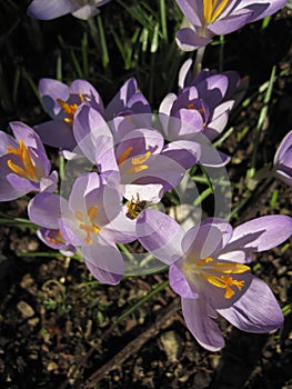 Purple Striped Crocus. The spring flowering bulb Crocus sativa
