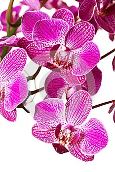 Purple Striped Dendrobium Orchid