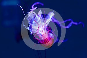 A purple-striped jelly fish