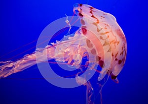 Purple-Striped Jellyfish