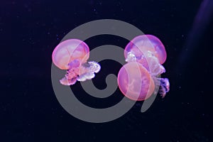 The Purple-striped Jellyfish On a blue background. rhizostoma luteum photo