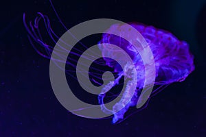 The purple-striped jellyfish Chrysaora colorata a species of jellyfish, sea nettle, medusa Medusozoa, marine animals photo