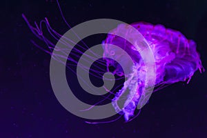 The purple-striped jellyfish Chrysaora colorata a species of jellyfish, sea nettle, medusa Medusozoa, marine animals photo