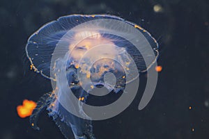 The purple striped jellyfish Chrysaora colorata a view of jellyfish, sea nettle, medusa Medusozoa