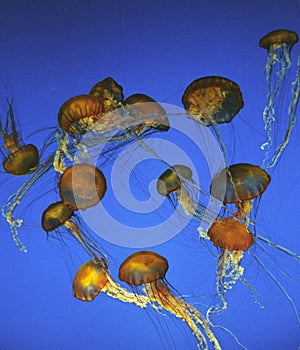 Purple-Stripped Jellyfish, pelagia noctiluca