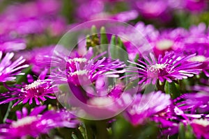 Purple succulant flowers closeup photo