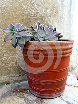 Purple Succulent Flower in Pot