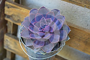 Purple suculent potted plant. Metal pot. Flat lay photo