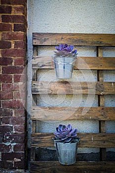 Purple suculent potted plant on wall. Metal pot. photo