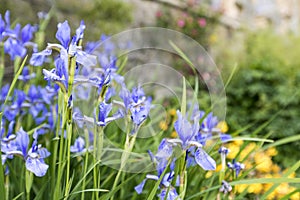 Purple Summer Flowers