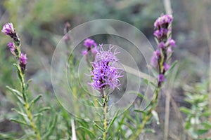 Purple Summer Wildflower