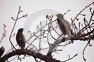 Sobre el provenir de albaricoque un árbol flores 