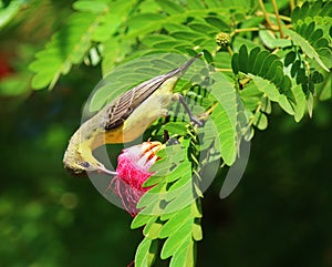 Purple sunbird (Cinnyris asiaticus)