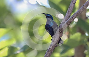 Purple sunbird Cinnyris asiaticus on a branch against the green background