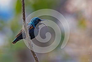 Purple sunbird Cinnyris asiaticus singing on a branch