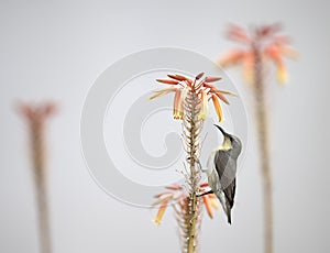 Purple Sunbird Cinnyris asiaticus single bird on orange flower,