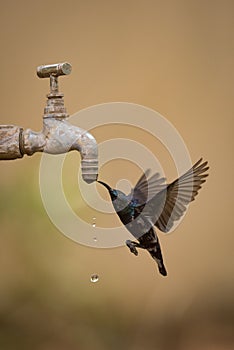 Purple sunbird drinks from dripping garden tap