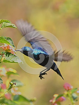 Purple Sunbird in flight