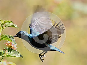 Purple Sunbird in flight