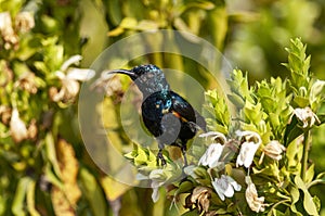 Purple sunbird, male, Cinnyris asiaticus, Bharatpur, Rajasthan, India