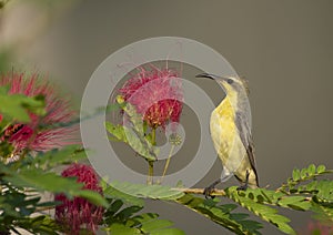 Purple Sunbird Nectarinia asiatica