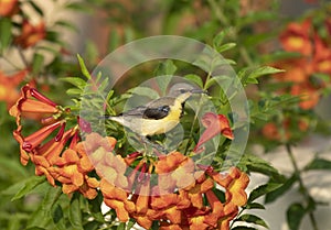 Purple Sunbird Nectarinia asiatica