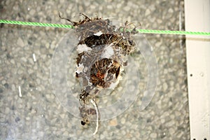 Purple Sunbird nest constructed with twigs, feathers, cobweb and threads : (pix Sanjiv Shukla)