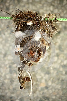Purple Sunbird nest constructed with twigs, feathers, cobweb and threads : (pix Sanjiv Shukla)
