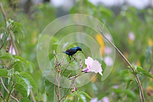 A purple sunbird perched classically on a blossomed plant. Bird has reflective shiny feathers and a small beak.