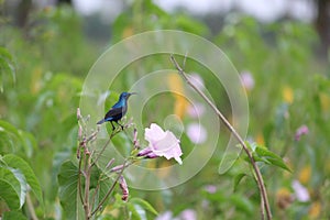 A purple sunbird perched classically on a blossomed plant. Bird has reflective shiny feathers and a small beak.