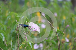 A purple sunbird perched classically on a blossomed plant. Bird has reflective shiny feathers and a small beak.