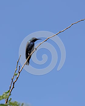 Purple sunbird perched on a thin branch of a plant