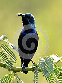 Purple Sunbird singing