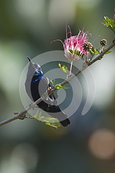 Purple sunbirdi n Bardia, Nepal, Bardia national park