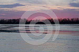 Purple sunrise along the Platte river in Nebraska with the silhouette of distant birds in flight
