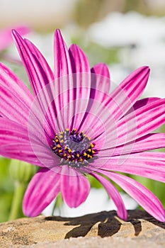 Purple Sunscape Daisy