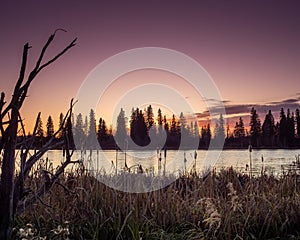 Purple sunset over lake with forest