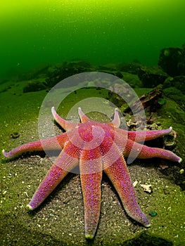 Purple Sunstar- Loch Leven, Scotland