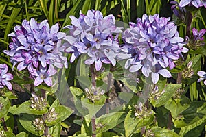 Purple Surprise in a garden of many buds