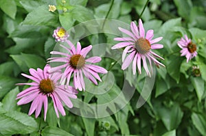 Purple susans different view, summer flowers with depth of field perspective