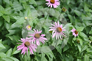 Purple susans?, summer flowers with depth of field perspective