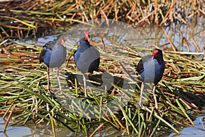 Purple swamp hens