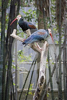 Purple Swamp Hens Looking Away