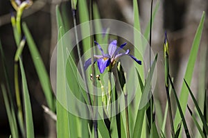 Purple Swamp Iris, Okefenokee Swamp National Wildlife Refuge photo