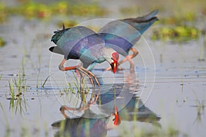 Purple swamphen