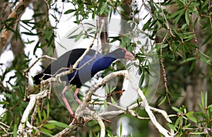 Purple Swamphen