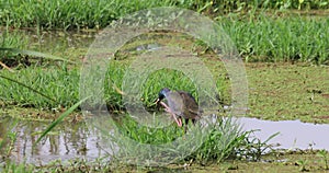 Purple swamphen, 4K